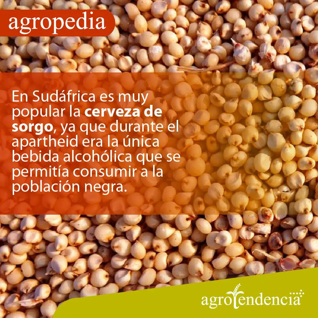 Cultivo de sorgo - Granos de sorgo