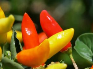 cultivo de ají - pasos para el cultivo de ají