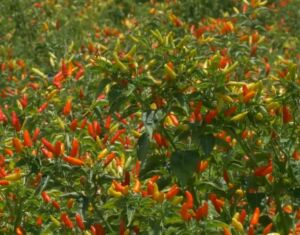 cultivo de ají - pasos para el cultivo de ají