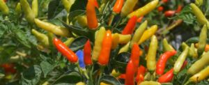 cultivo de ají - pasos para el cultivo de ají