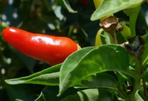 cultivo de ají - pasos para el cultivo de ají
