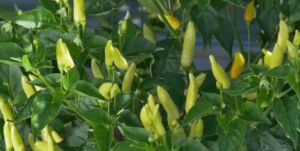 cultivo de ají - pasos para el cultivo de ají