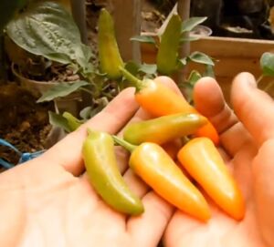 cultivo de ají - pasos para el cultivo de ají