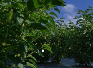 cultivo de ají - pasos para el cultivo de ají