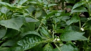 cultivo de ají - pasos para el cultivo de ají