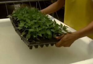 cultivo de ají - pasos para el cultivo de ají