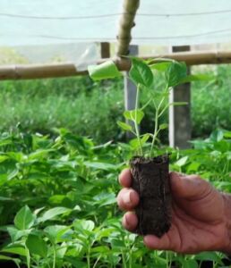 cultivo de ají - pasos para el cultivo de ají