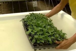 cultivo de ají - pasos para el cultivo de ají