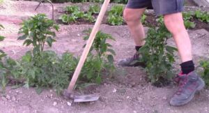 cultivo de ají - pasos para el cultivo de ají