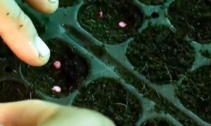 cultivo de ají - pasos para el cultivo de ají