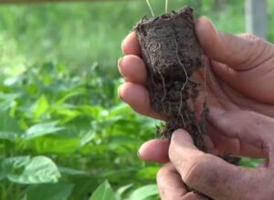 cultivo de ají - pasos para el cultivo de ají