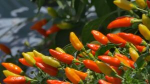 cultivo de ají - pasos para el cultivo de ají