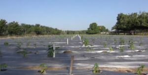 cultivo de ají - pasos para el cultivo de ají
