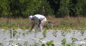 cultivo de ají - pasos para el cultivo de ají