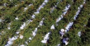 cultivo de ají - pasos para el cultivo de ají