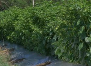 cultivo de ají - pasos para el cultivo de ají