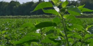 cultivo de ají - pasos para el cultivo de ají