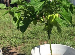 cultivo de ají - pasos para el cultivo de ají