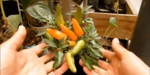 cultivo de ají - pasos para el cultivo de ají