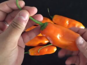cultivo de ají - pasos para el cultivo de ají