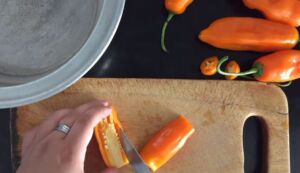 cultivo de ají - cultivo de ají habanero