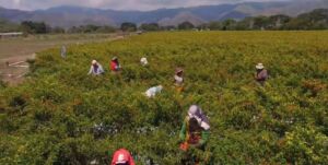 cultivo de ají - pasos para el cultivo de ají