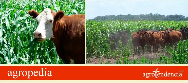 Cultivo de sorgo - Vacas en potreros sembrados con sorgo