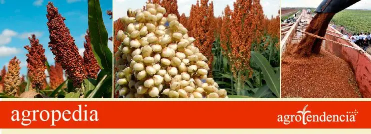 Cultivo de sorgo - Diferentes panículas y granos de sorgo