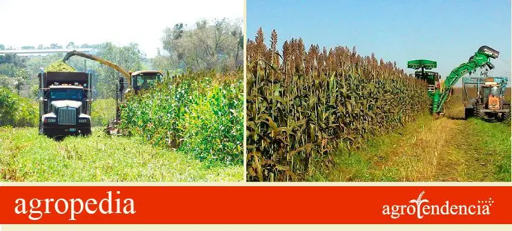 Sorgo para ensilaje Cultivo de sorgo - Maquinarias cosechando la planta completa de sorgo para hacer ensilaje