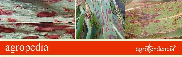 Cultivo de sorgo - Hojas de sorgo con manchas grises y rojizas