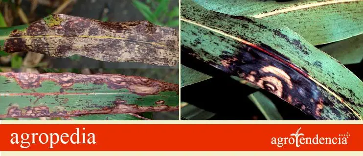 Cultivo de sorgo - Manchas marrones en las hojas de sorgo