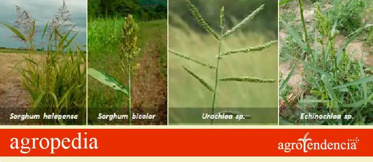 Cultivo de sorgo  - Malezas en el cultivo de sorgo