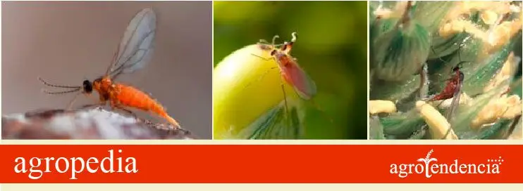 Cultivo de sorgo - Mosquita que afecta el grano en la panoja del sorgo