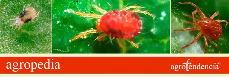 Cultivo de sorgo - Araña roja plaga del cultivo de sorgo