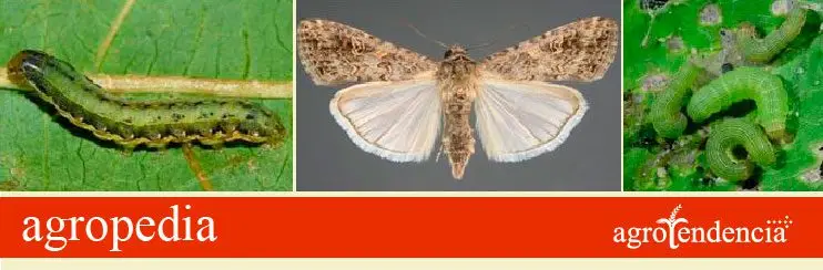 Cultivo de sorgo - Larvas de gusano soldado