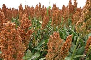 Cultivo de sorgo: variedades, fertilización y cosecha