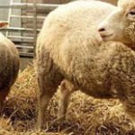 Oveja - Producción ovina - Producción de ovejos