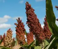Cultivo de sorgo - Panojas de sorgo