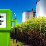 Cultivo de sorgo - Biocombustible
