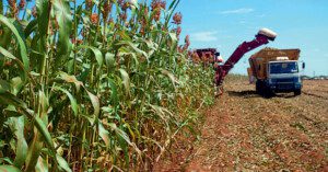 Cultivo de sorgo - Cosecha del sorgo