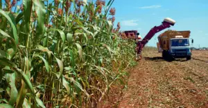 Cultivo de sorgo - Cosecha del sorgo