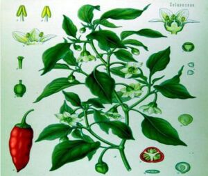 Cultivo de ají - planta de ají