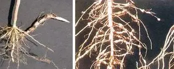 Cultivo de sorgo - Sistema radicular del sorgo