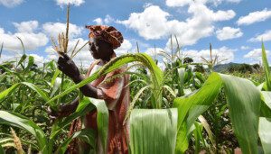 El clima en la agricultura - Agroclimatología - Cultivo de maíz