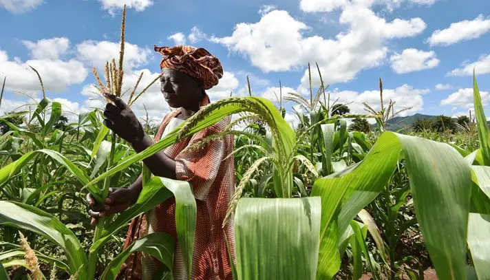 Clima agricultura y siembra - Mujer en cultivo de maíz bajo un buen clima