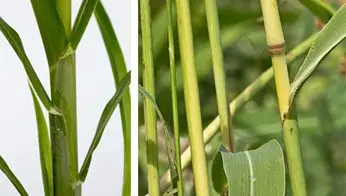 Cultivo de sorgo - Tallo de la planta de sorgo