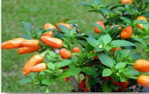 Cultivo de ají