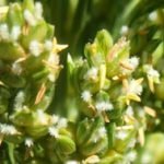 Cultivo de sorgo - Inflorescencia del sorgo
