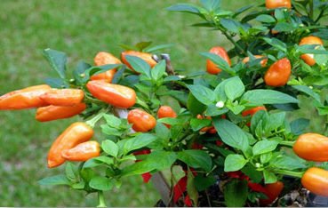 Cultivo de ají -  Ají Capsicum chinense