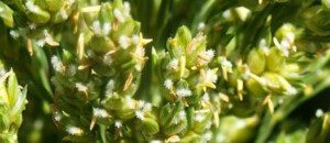 Cultivo de sorgo - Inflorescencia del sorgo
